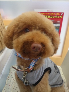 docomo�ɂ�