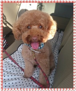 �g���~���O