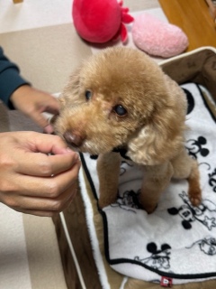 �v������