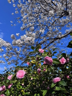 �c�o�L�ƍ�