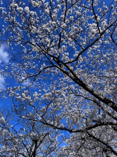 �����̍�