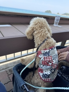���߂Ă̊C